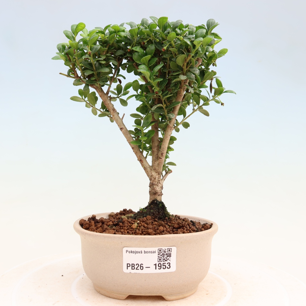 Room bonsai - Ilex crenata - Holly