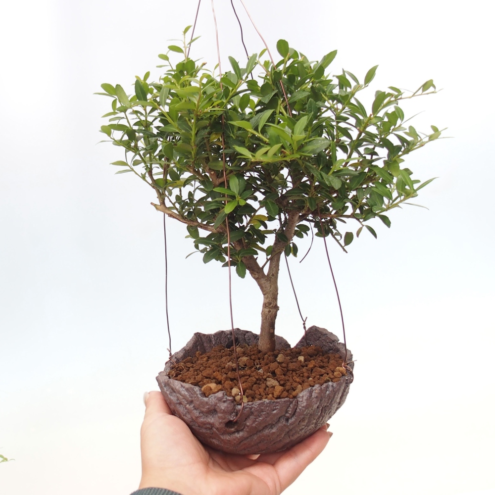 Kokedama in ceramic - Ilex crenata - Holly