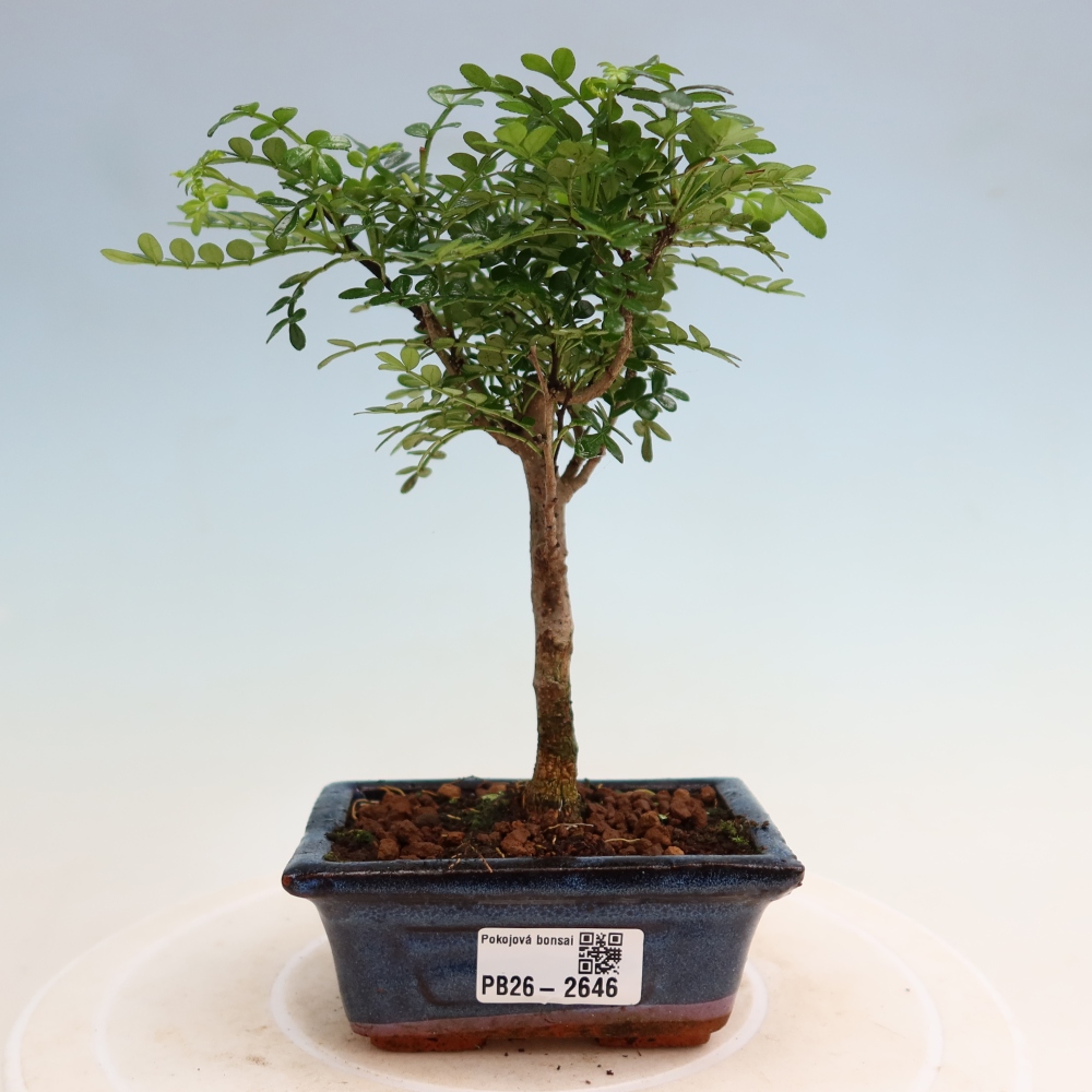 Room bonsai - Zantoxylum piperitum - pepper tree