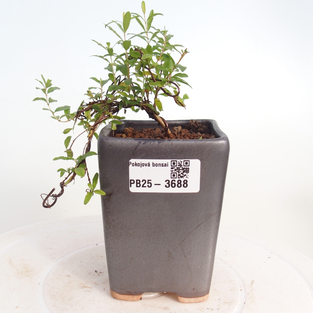 Room bonsai-PUNICA granatum nana-Granate apple
