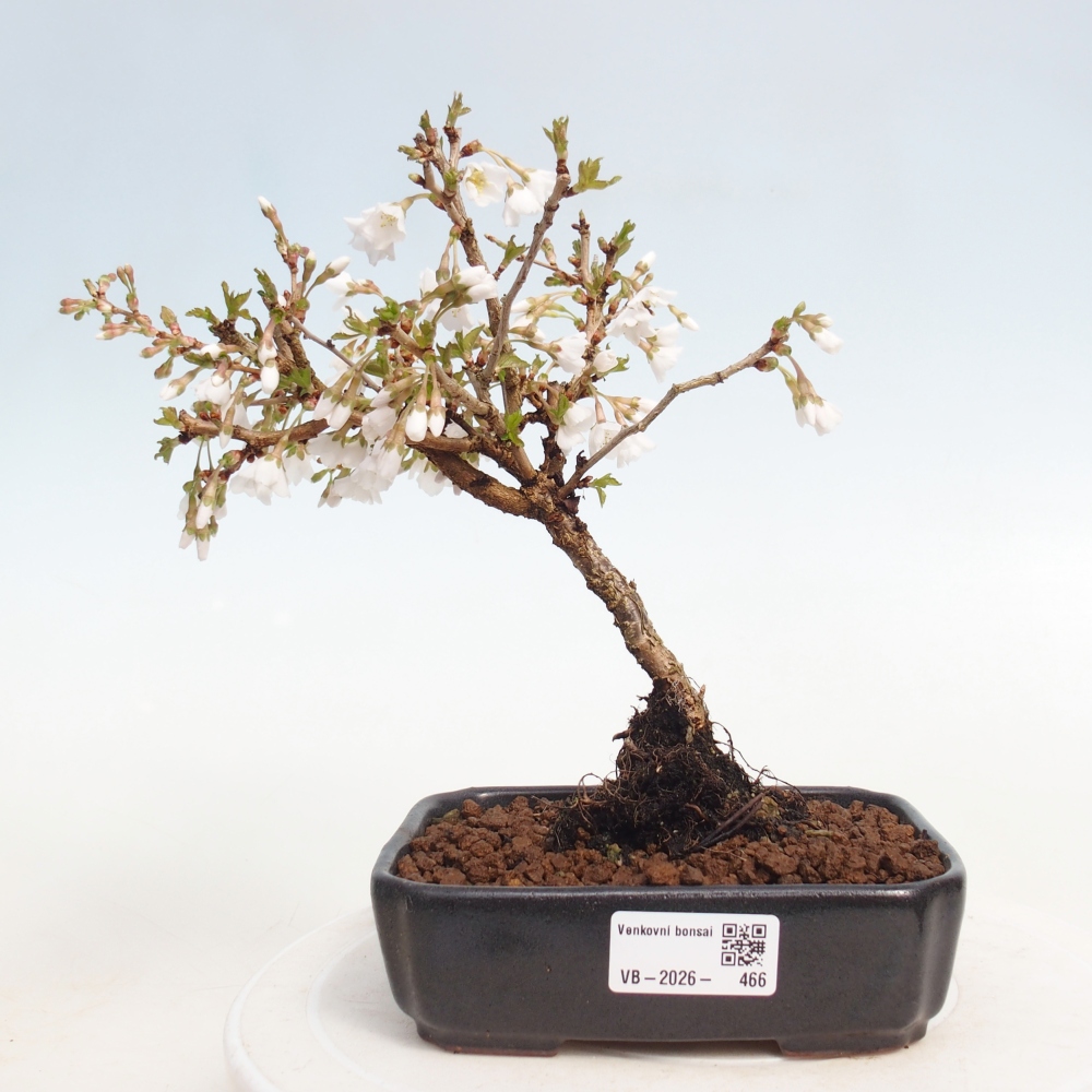 Outdoor bonsai - Prunus incisa Kojou-no mai-Plivon cut out