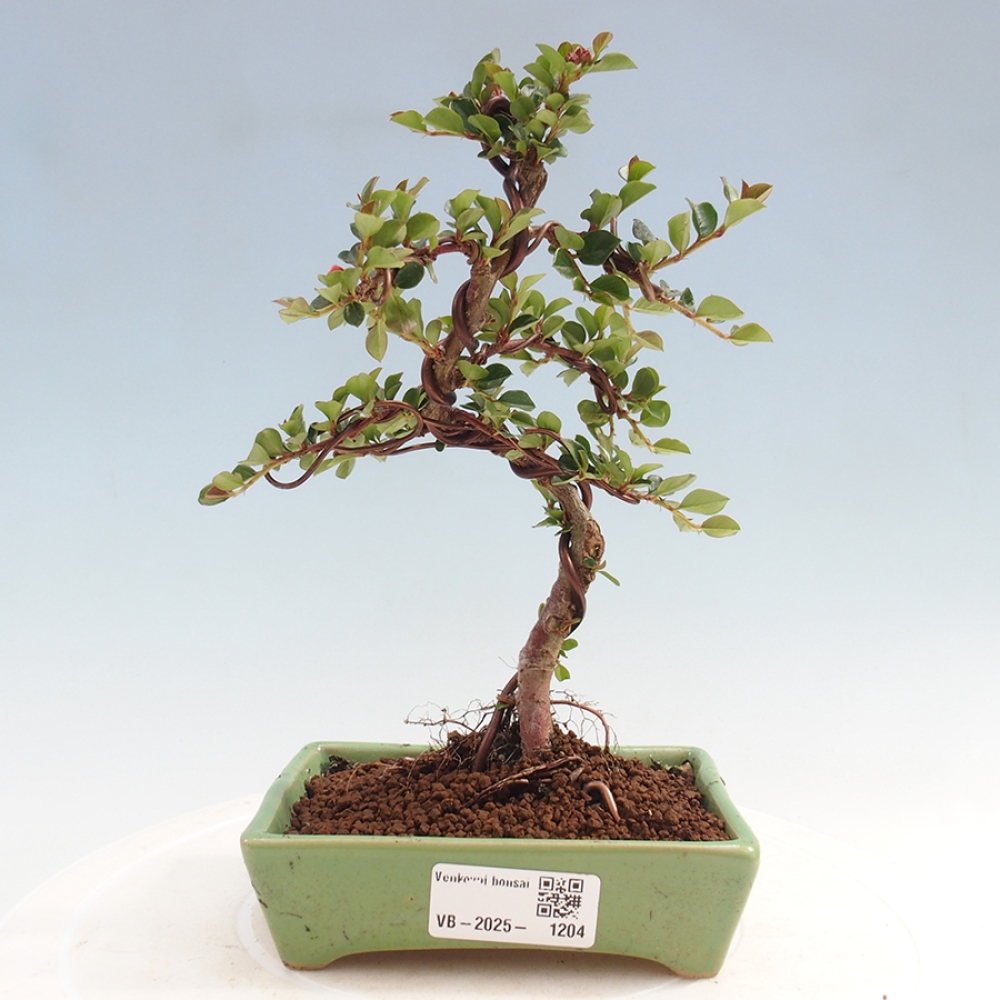 Outdoor bonsai-Cotoneaster horizontalis - Rock