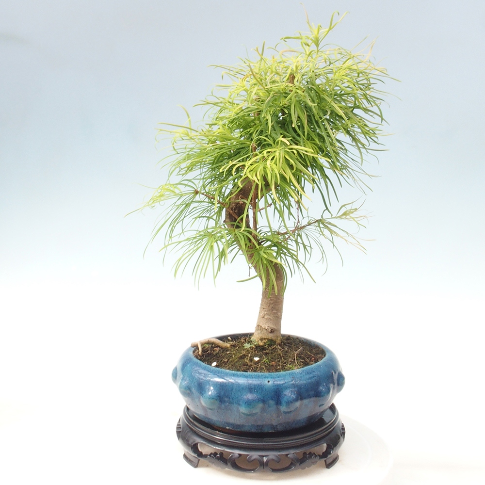 Bonsai table plastic round 21 x 21 x 5  cm, color black