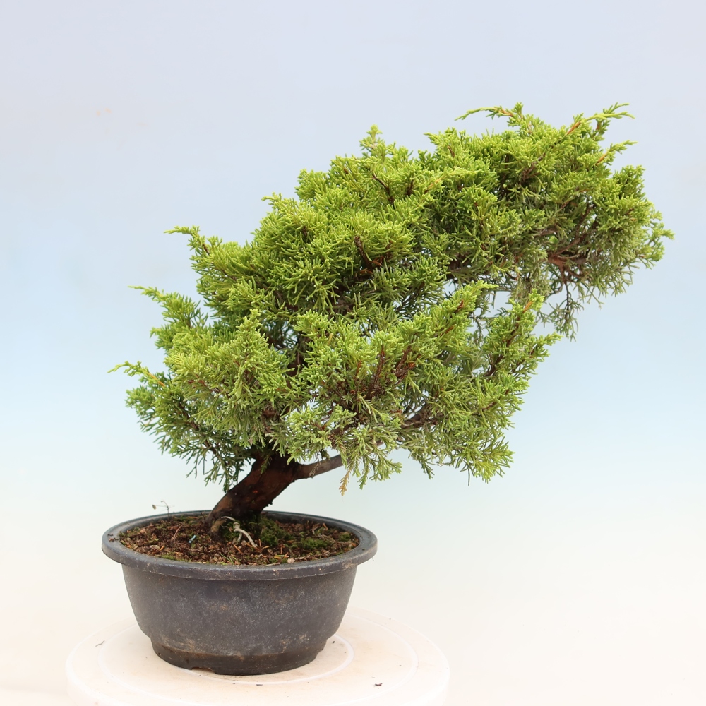 Outdoor Bonsai - Juniperus chinensis Itoigawa - Chinese Juniper