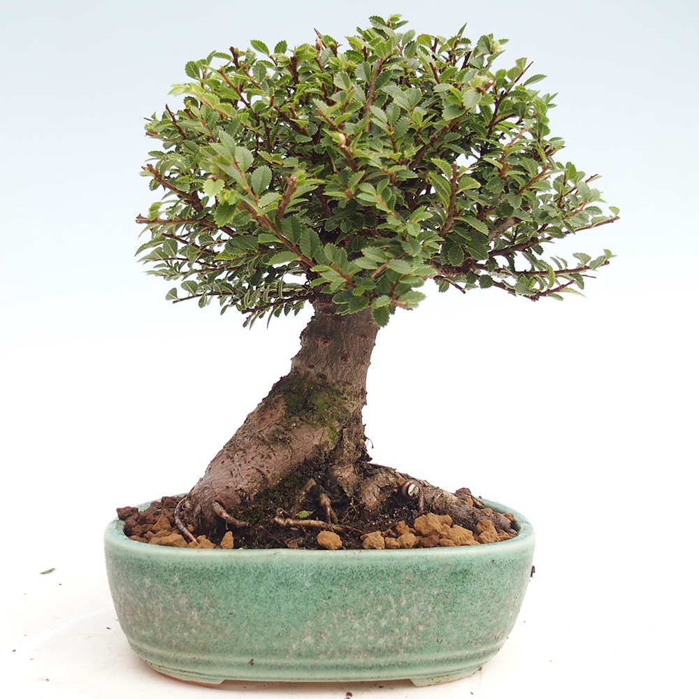 Outdoor bonsai - Ulmus parvifolia Hokkaido - Chinese elm