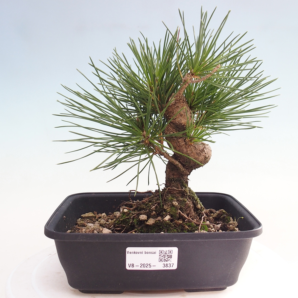 Outdoor bonsai - Pinus thunbergii - Thunberg pine