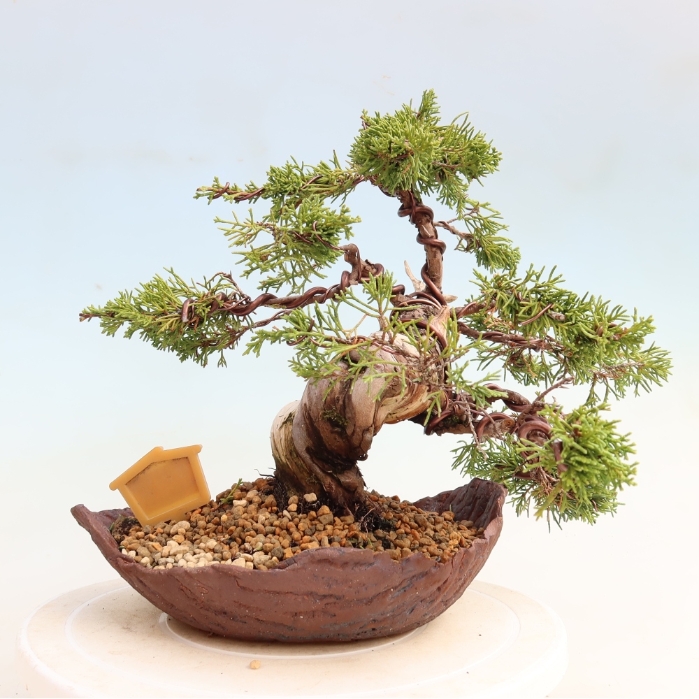 Outdoor Bonsai - Juniperus chinensis Itoigawa - Chinese Juniper