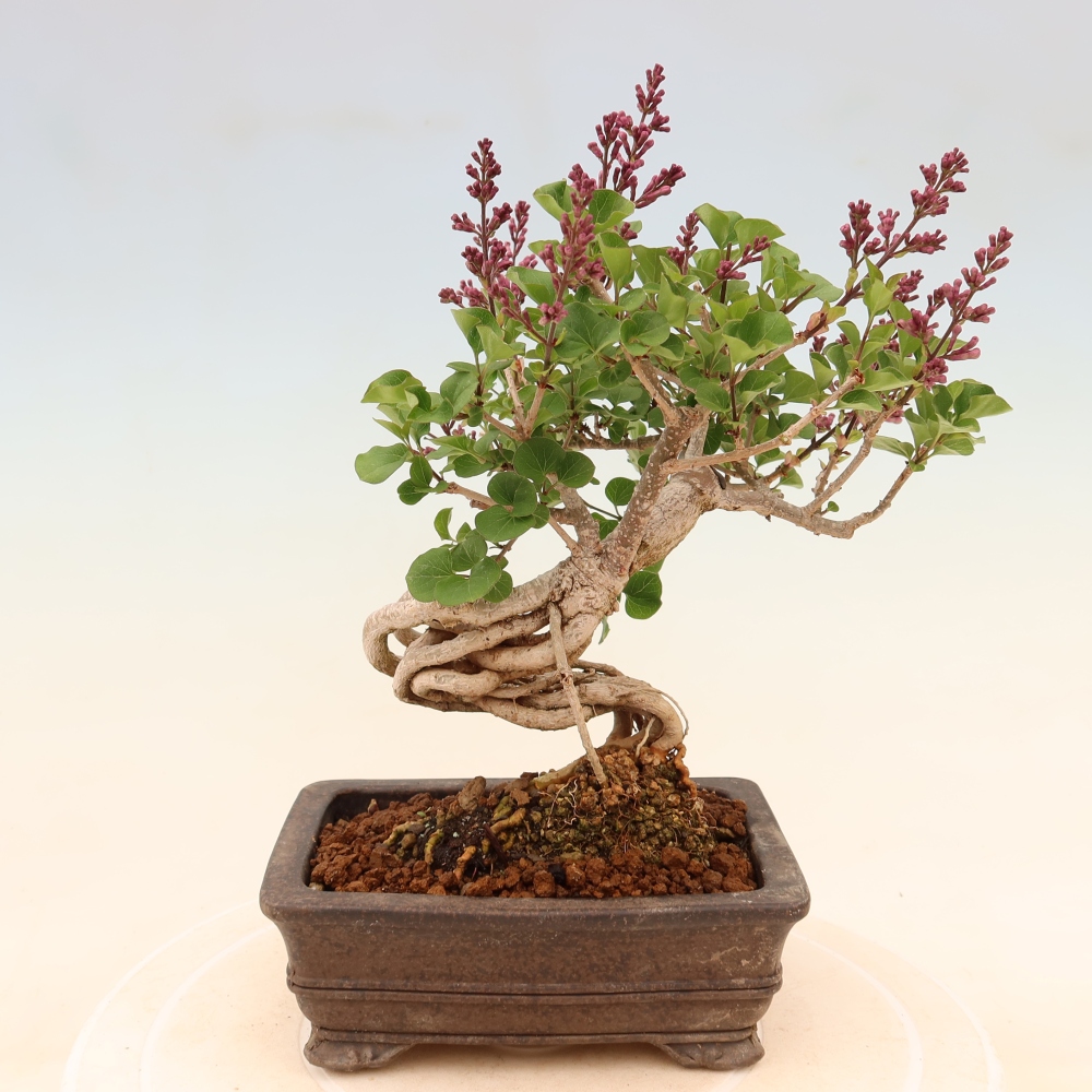 Outdoor bonsai - Syringa microphylla - small-flowered lilac