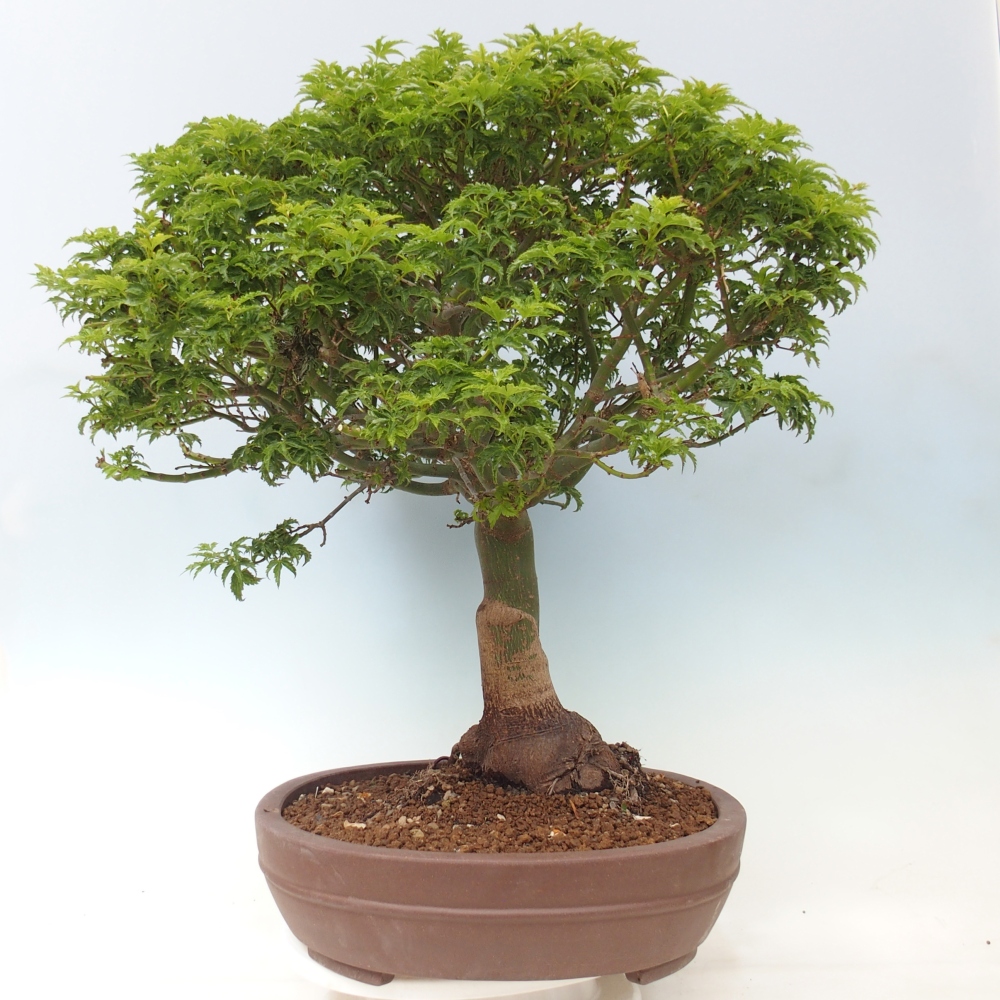 Outdoor bonsai -Javor palm Acer palmatum Shishigashira