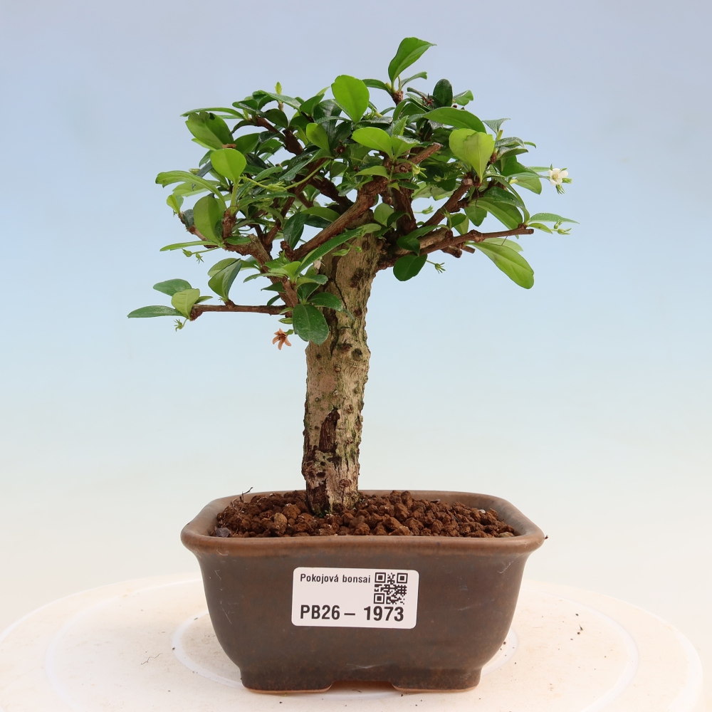 Room bonsai - Carmona macrophylla - Tea fuki