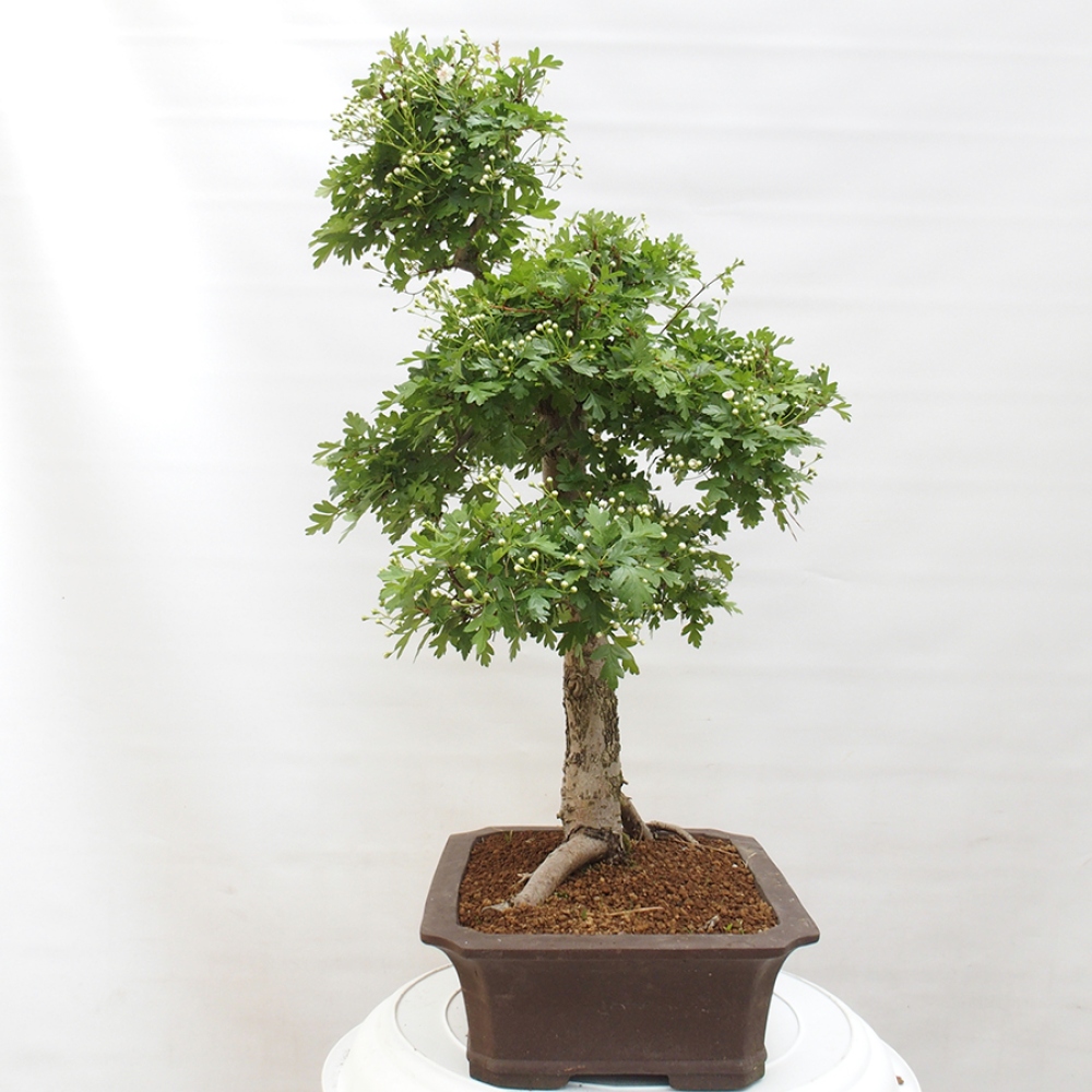 Outdoor bonsai - Hawthorn - Crataegus monogyna