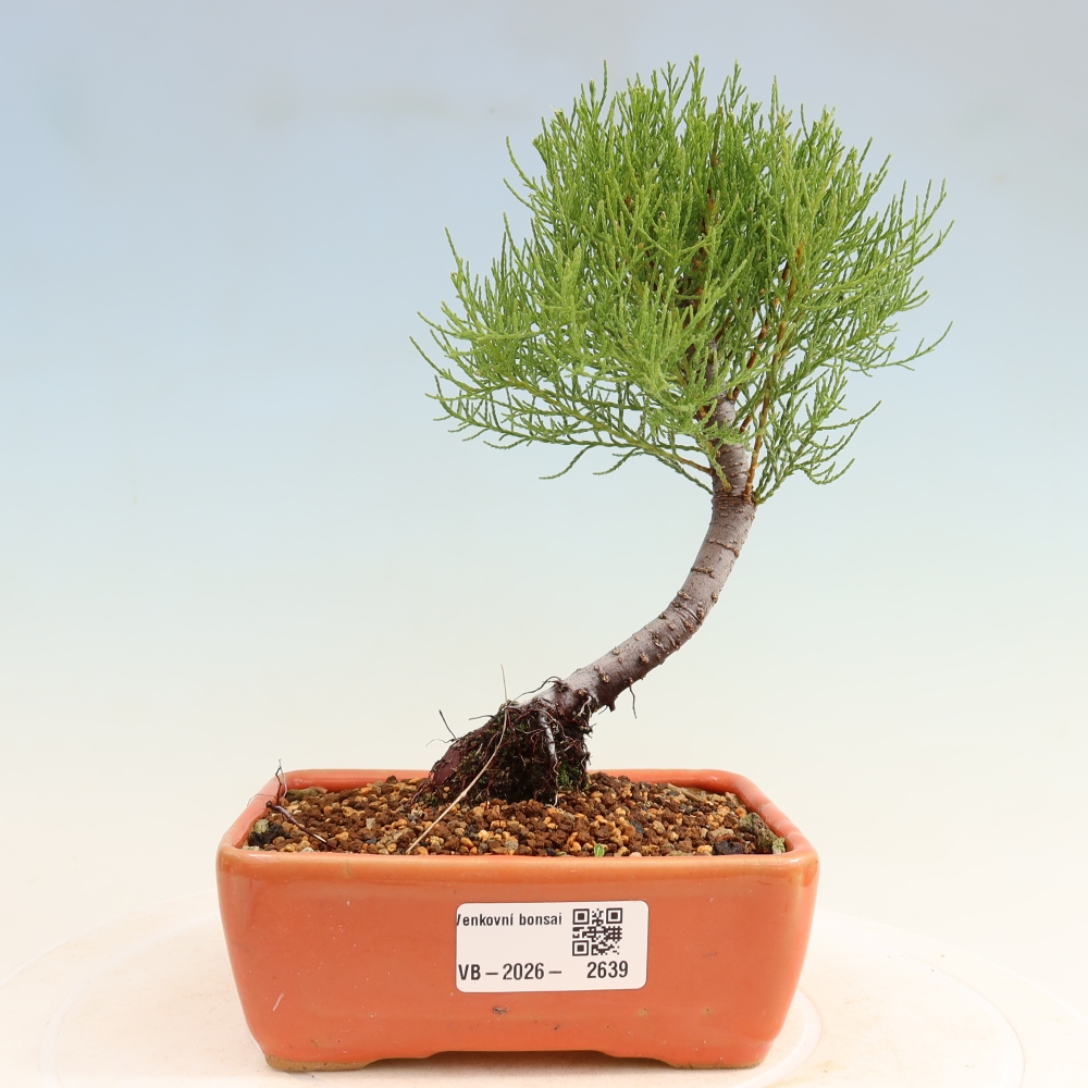 Outdoor Bonsai - Tamarisk - Tamarix