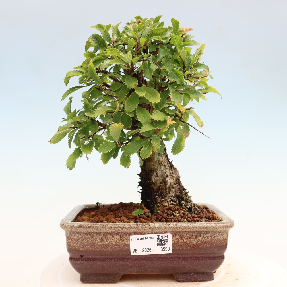 Outdoor bonsai - Zelkova - Zelkova NIRE