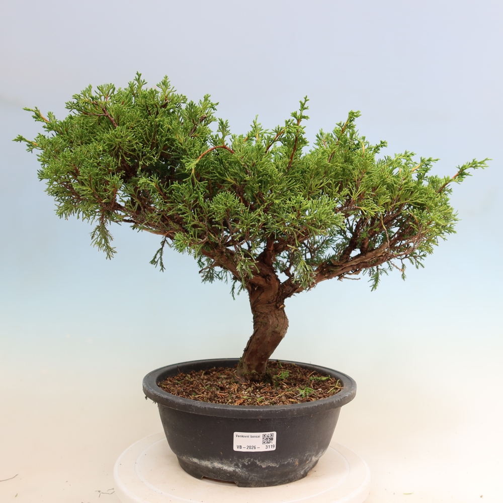 Outdoor Bonsai - Juniperus chinensis Itoigawa - Chinese Juniper