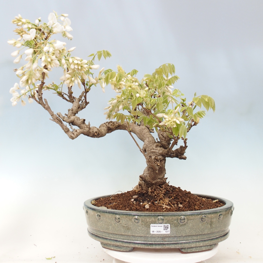 Outdoor bonsai - Vistaria - Wisteria