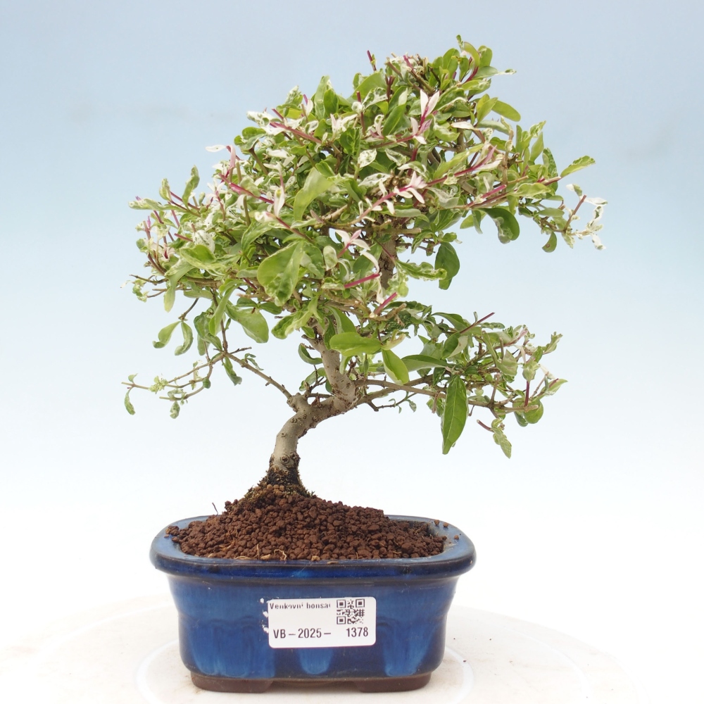 Outdoor bonsai - Ligustrum obtusifolium - Dull-leaved bird's-bill