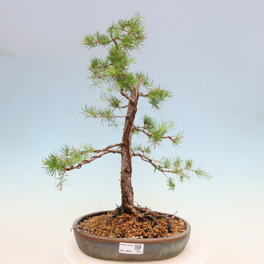 Outdoor bonsai -Larix decidua - Larch