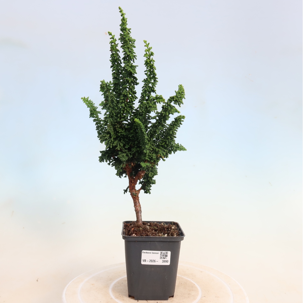 Outdoor bonsai - Cham. obtusa SEKKA HINOKI - Cypress