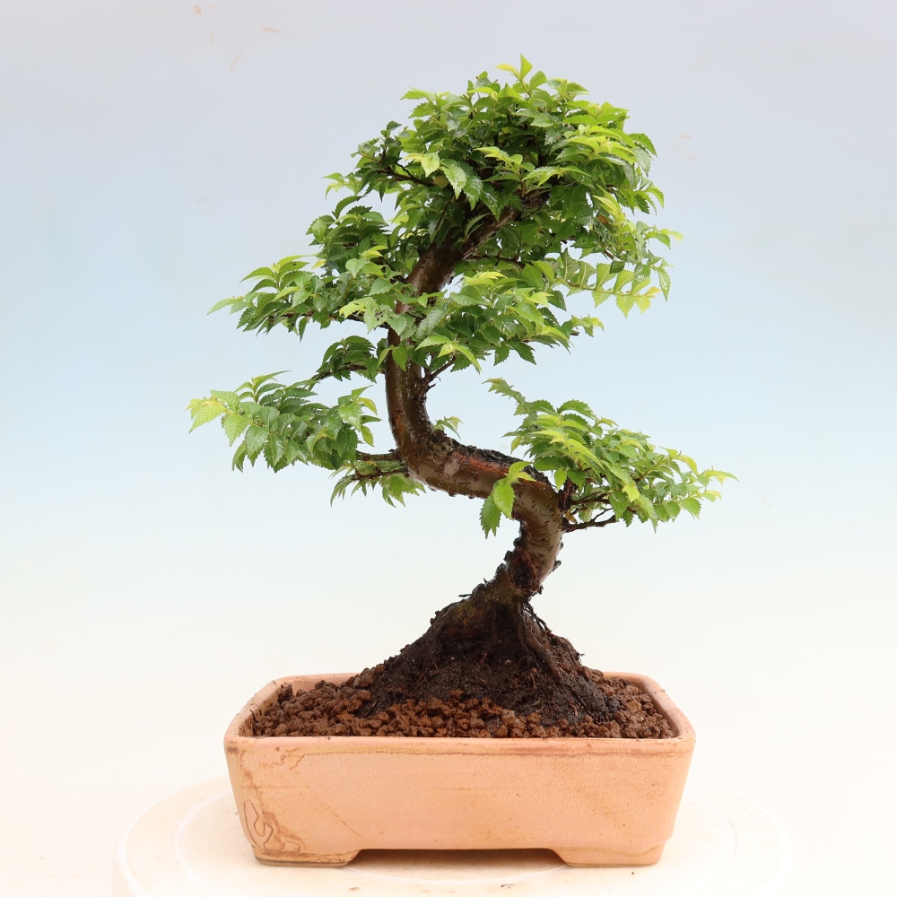 Outdoor Bonsai - Ulmus Jacqueline Hillier - European White Elm
