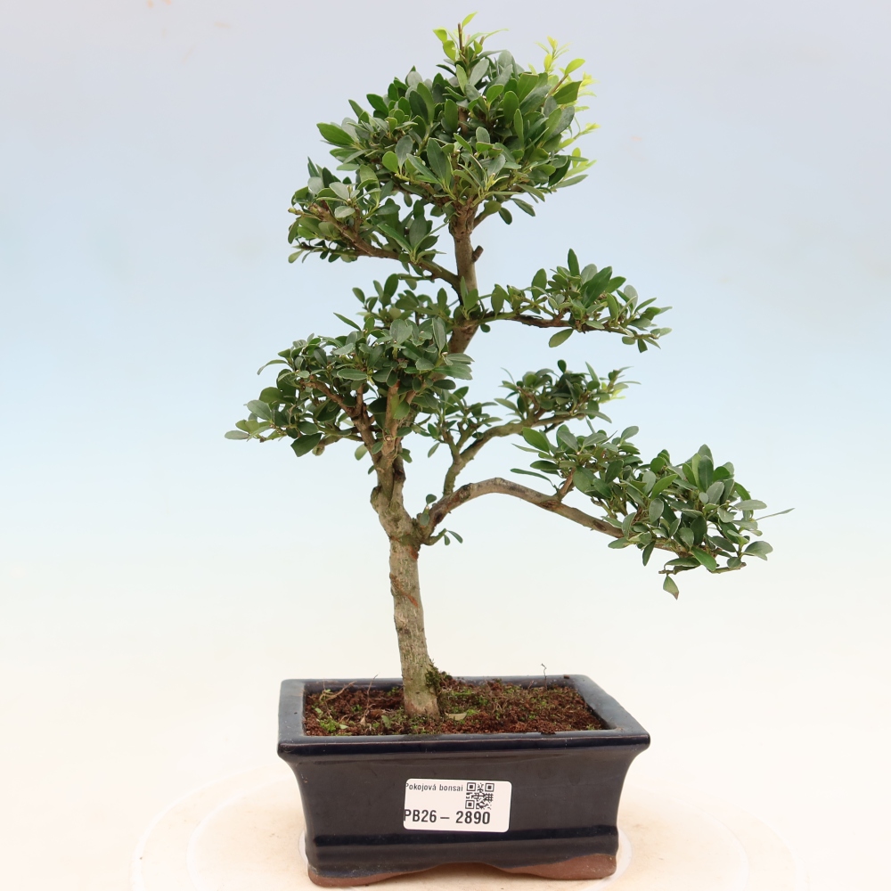 Room bonsai - Ilex crenata - Holly