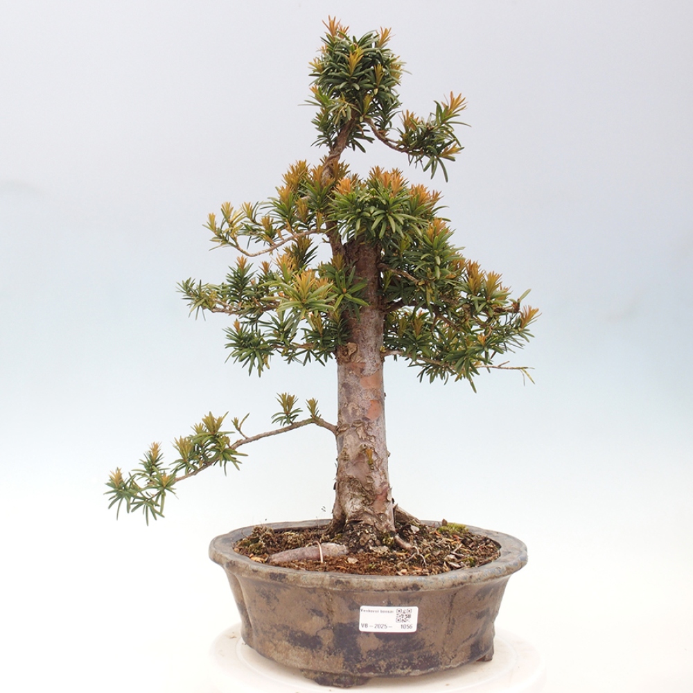 Outdoor bonsai - Taxus cuspidata - Japanese yew