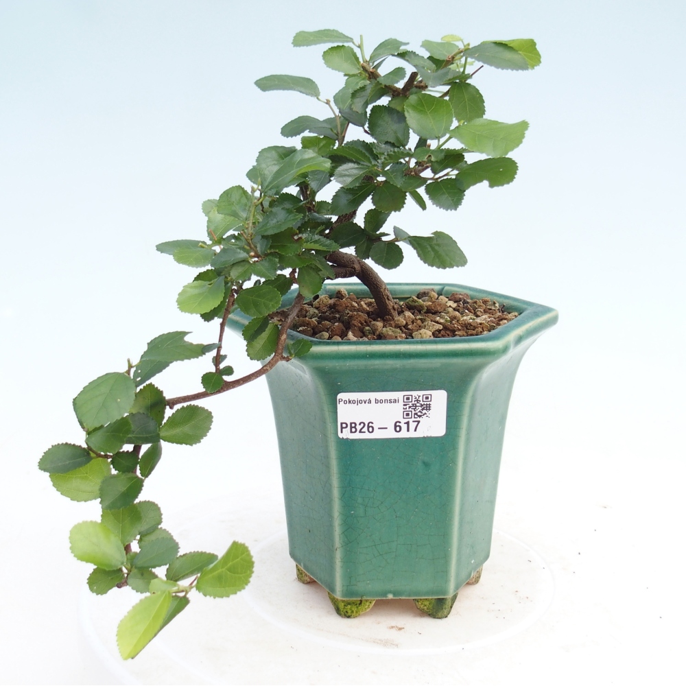 Indoor bonsai - Grewia occidentalis - Lavender Starfish