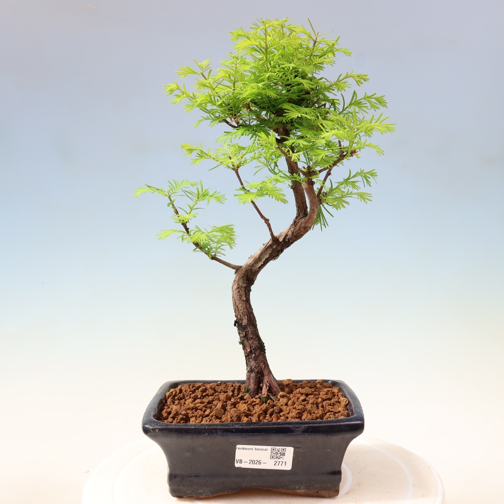 Outdoor bonsai - Metasequoia glyptostroboides - Chinese Metasequoia