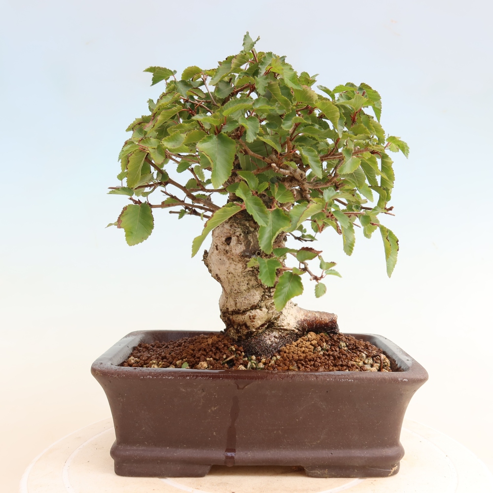 Outdoor bonsai -Carpinus CARPINOIDES - Korean Hornbeam