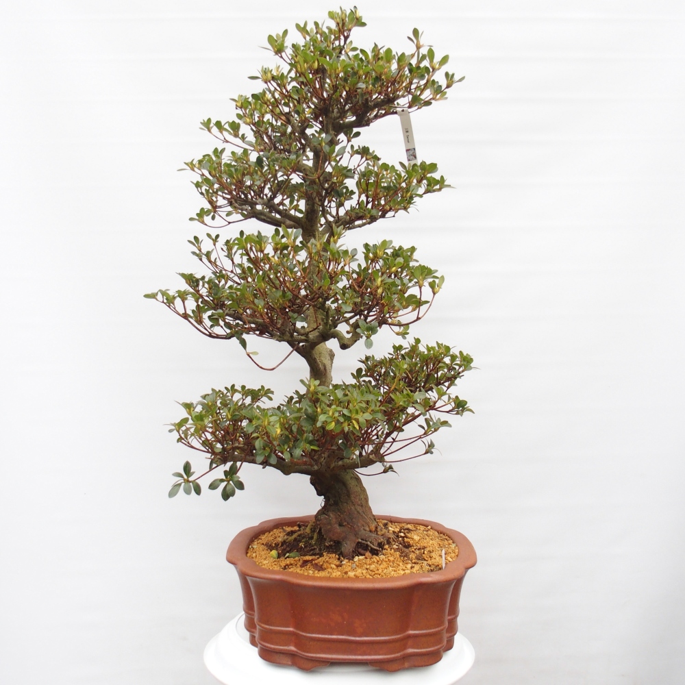 Outdoor bonsai - Japanese Azalea - Azalea Sansei