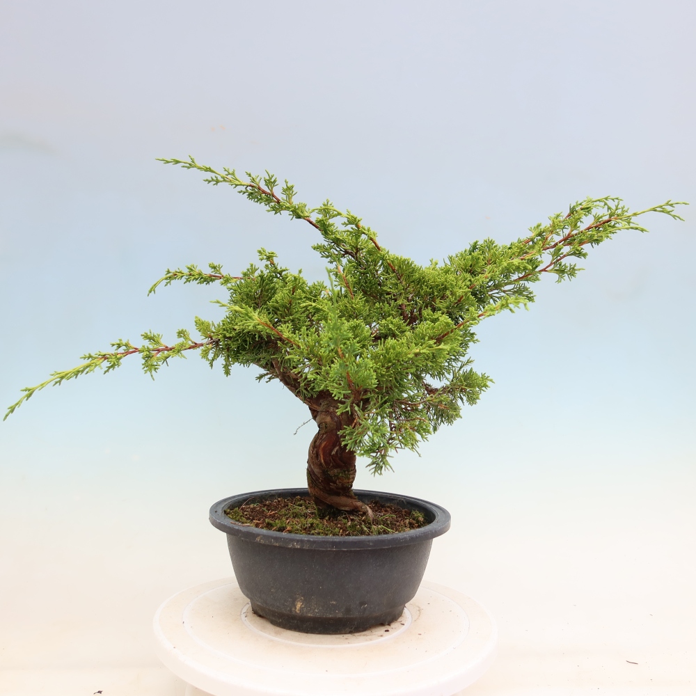 Outdoor Bonsai - Juniperus chinensis Itoigawa - Chinese Juniper