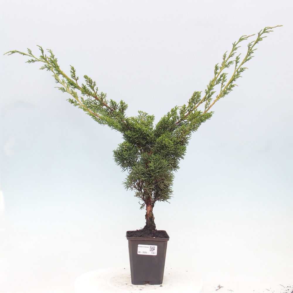 Outdoor bonsai - Juniperus chinensis Kishu