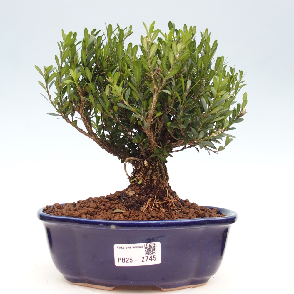 Indoor bonsai - Buxus harlandii - Cork boxwood