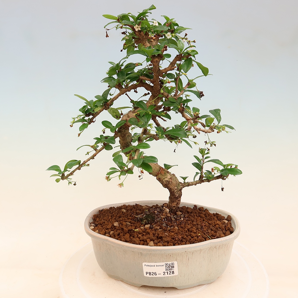 Room bonsai - Carmona macrophylla - Tea fuki