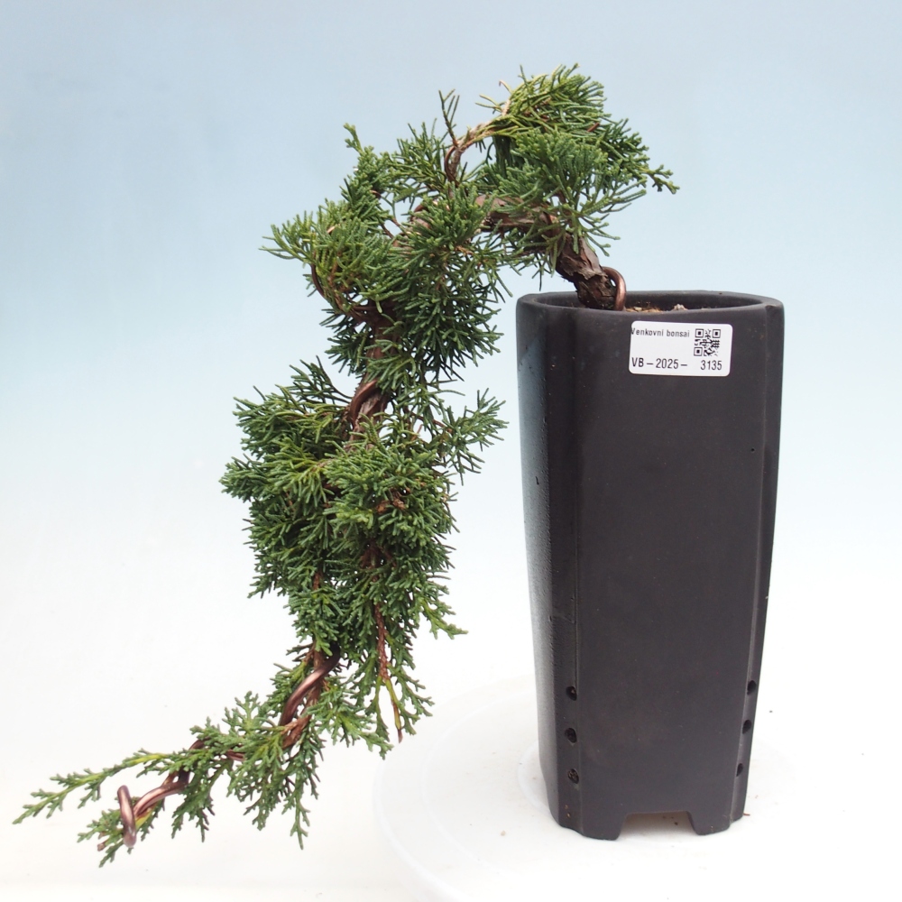 Outdoor bonsai - Juniperus chinensis Kishu - Chinese Juniper