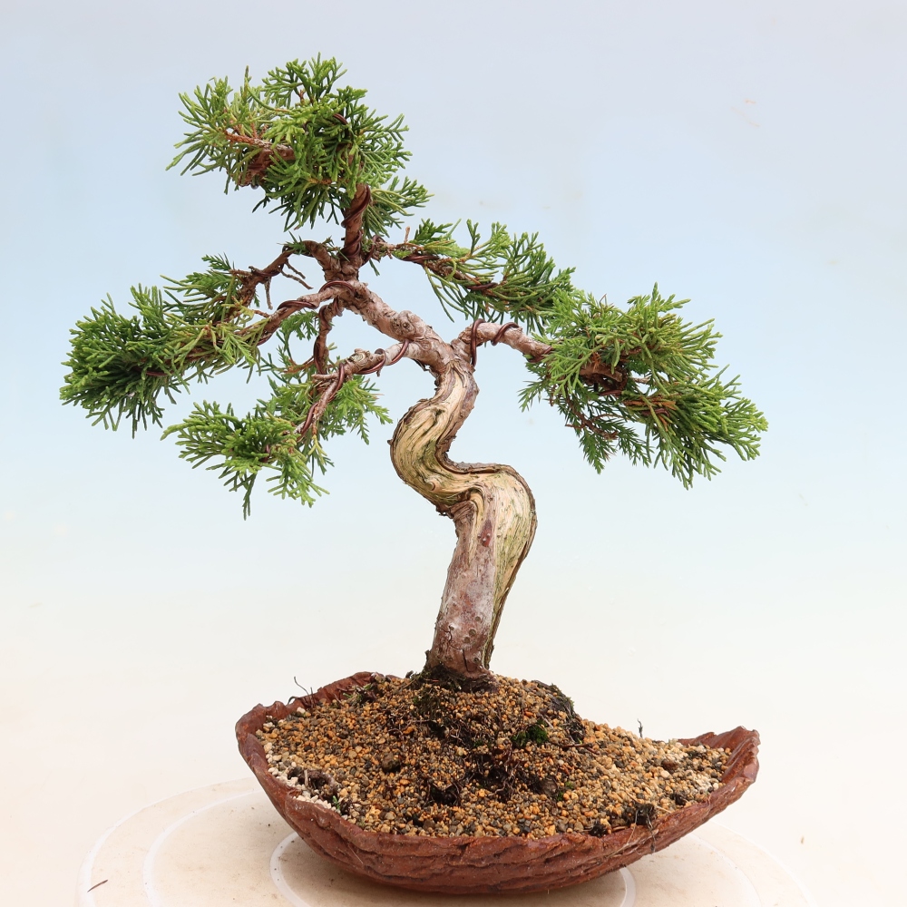 Outdoor Bonsai - Juniperus chinensis Itoigawa - Chinese Juniper