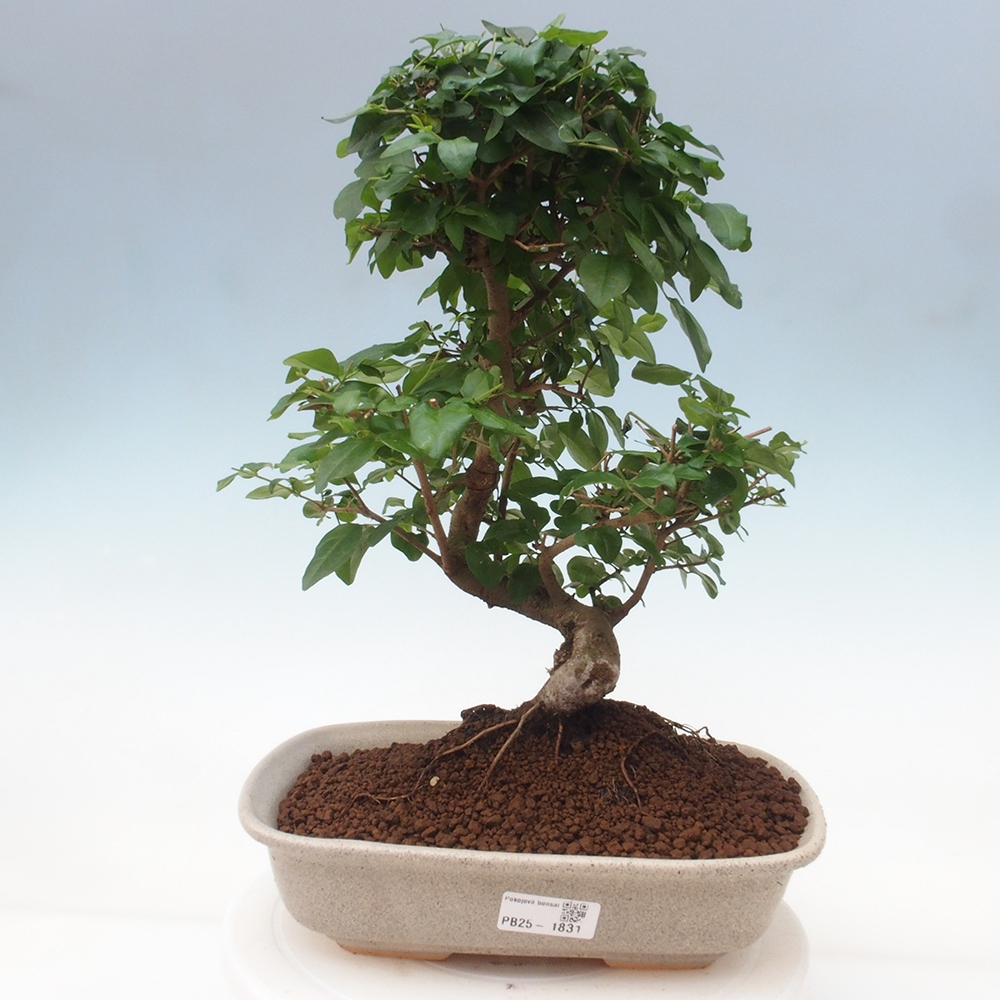 Room bonsai -Ligustrum chinensis - privet
