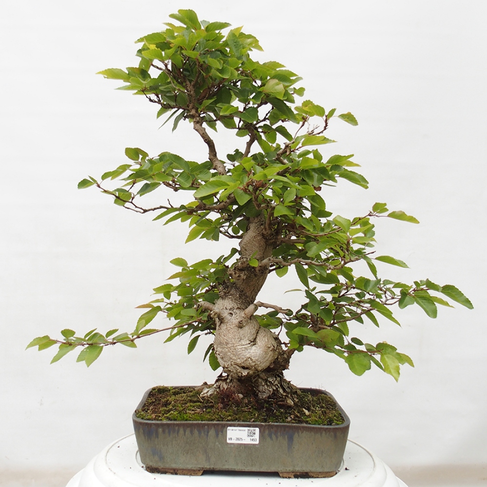Outdoor bonsai -Carpinus CARPINOIDES - Korean hornbeam