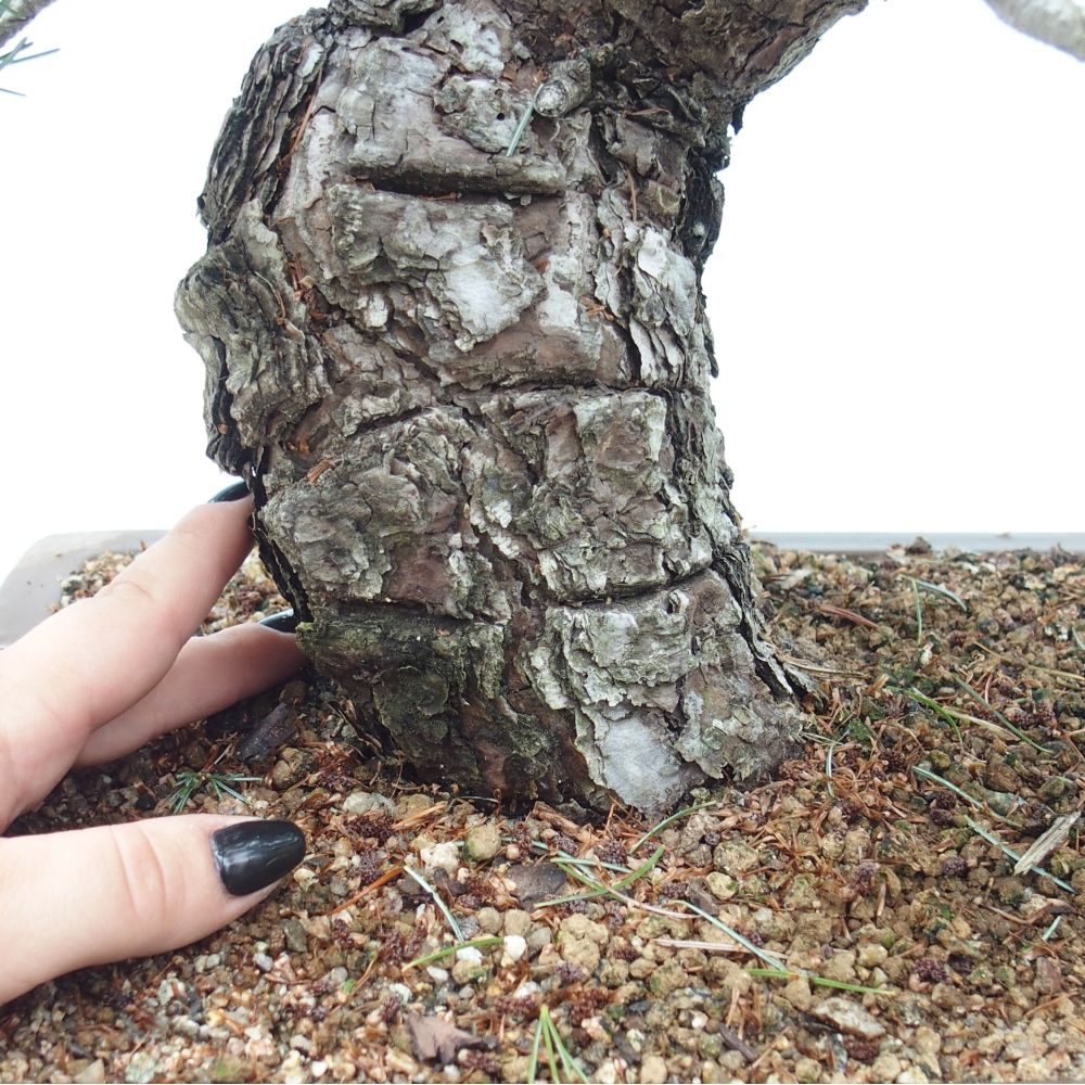 Outdoor bonsai - Pinus parviflora - Small pine tree
