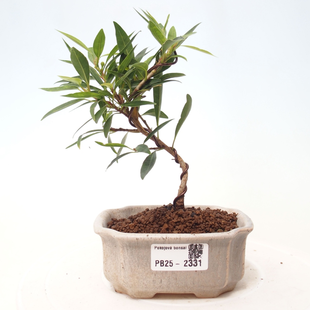 Indoor bonsai - Ficus nerifolia - small-leaved ficus