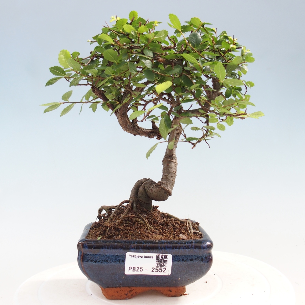 Indoor bonsai - Ulmus parvifolia - Small leaf elm