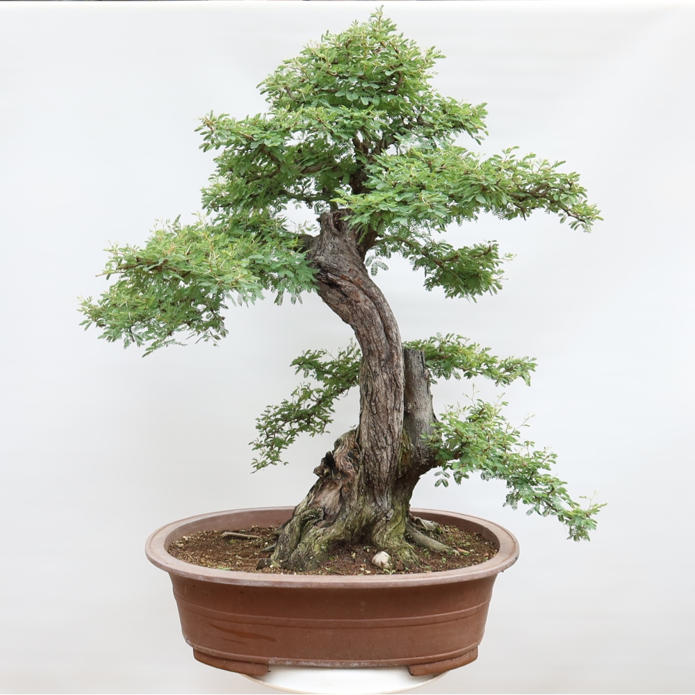 Indoor Bonsai - Acacia Arabica