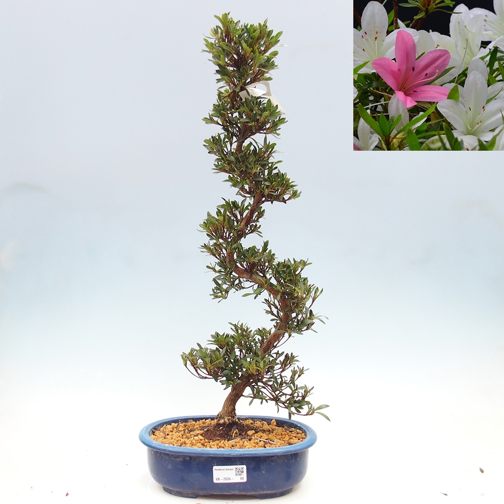 Outdoor bonsai - Japanese Azalea - Azalea Hakurin