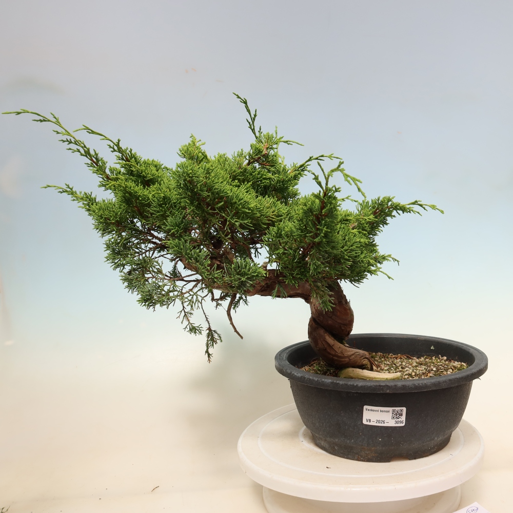 Outdoor Bonsai - Juniperus chinensis Itoigawa - Chinese Juniper