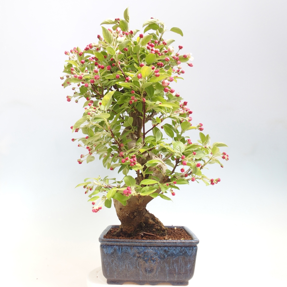 Outdoor bonsai -Malus halliana - Small-fruited apple tree