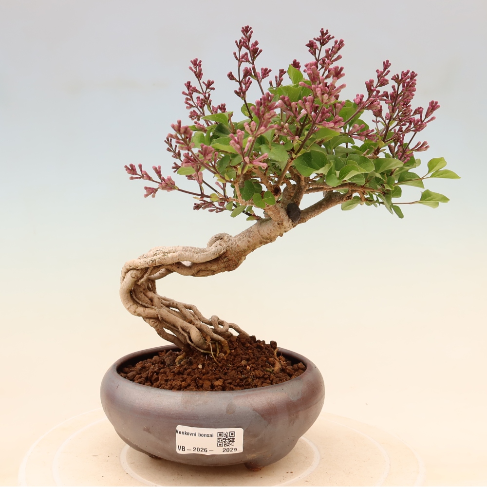 Outdoor bonsai - Syringa microphylla - small-flowered lilac