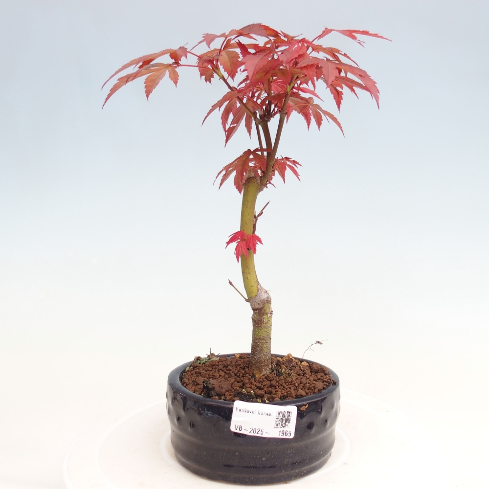 Outdoor bonsai - Acer palm. Atropurpureum-Palmleaf Maple