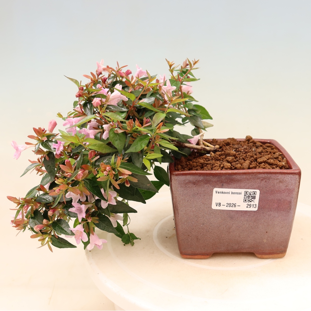 Outdoor Bonsai - Abelia Edward Goucher - Large-flowered Abelia