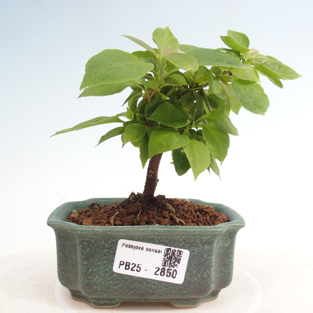 Indoor bonsai - Bouganwilea