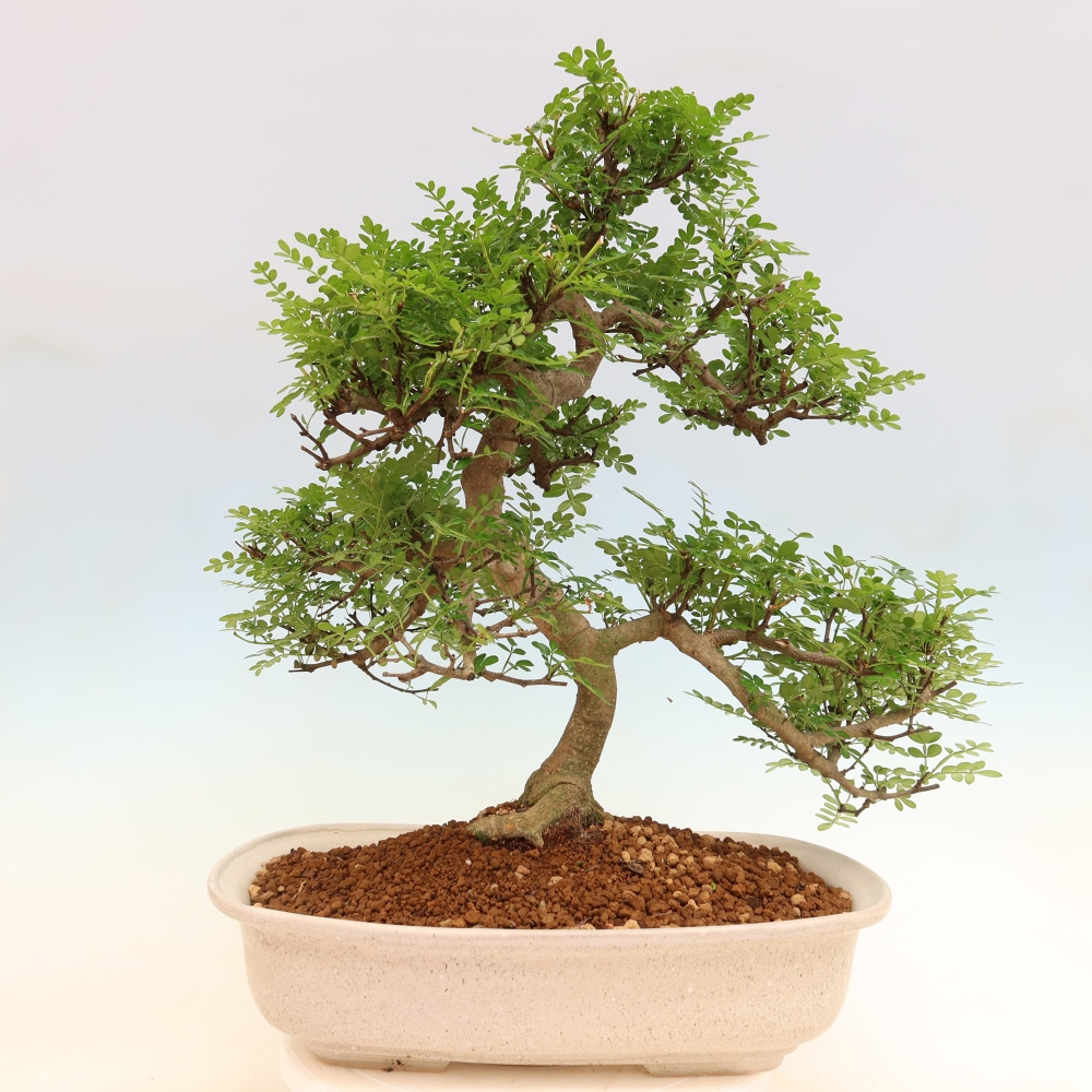Room bonsai - Zantoxylum piperitum - pepper tree