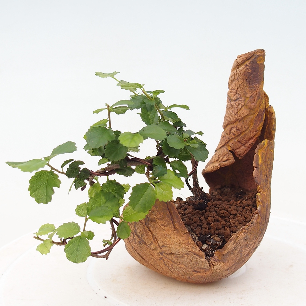 Room bonsai - Grewia sp. - Grewia malafolia